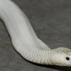 Illustration for article titled Rogue White Cobra Finds New Home